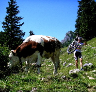 Foto Soinalm Foto Soinalm